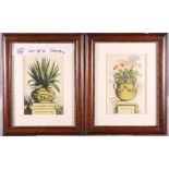 A set of four botanical coloured prints, 14" x 9", in brown frames with beaded gilt fillet