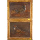 A pair of relief moulded coloured prints of pigeons, 9 1/2" x 12 1/2", in gilt frames