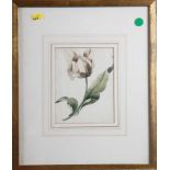 An 18th Century botanical study of a tulip, 6 1/2" x 5 1/4", in wash line mount and gilt frame