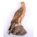 Taxidermy: a late 19th Century raptor on 'rock' base, 19" high