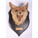 Taxidermy: a mounted fox mask dated 1939