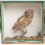 Taxidermy: a little owl, in glazed case, 11" high, a kingfisher, in glazed case, 11" high, and a