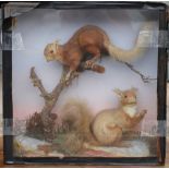 Taxidermy: a pair of red squirrels, in glazed case, 17 1/2" high