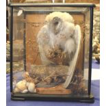 Taxidermy: a preserved barn owl, in four panel glazed case, 15" high overall