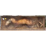 Taxidermy: two mink and a blue tit, in glazed case, 28" wide