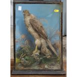 Taxidermy: a bird of prey, in glazed case, 17" high, and a sparrowhawk over a nestling, in glazed