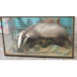 Taxidermy: a badger, in four sided glass case, 18" high