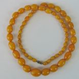 A vintage untested egg yolk amber type bead necklace, smallest 10mm, largest 20mm,