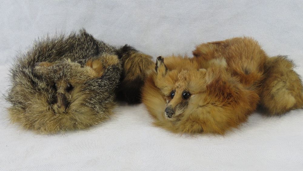 Two fox fur hats.