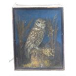 A vintage taxidermy of a small owl perched upon bracken, cased, overall 31.5cm x 25.5cm.