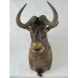 A good quality vintage taxidermy Gnu head; 74cm long.