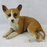 A fine quality taxidermy of a Staffordshire bull terrier; 36cm wide.