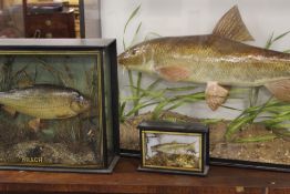 A TAXIDERMY BARBEL TOGETHER WITH A MINNOW AND A ROACH
 
Barbell- 49 cm h x 71 wide x 15.5 deep