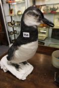 A TAXIDERMY PENGUIN