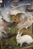 AN IMPRESSIVE ANTIQUE TAXIDERMY DISPLAY OF SEVEN BRITISH BIRDS AND RABBIT