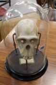 AN ANTIQUE MOUNTED PRIMATE SKULL
cites licence to sell now issued no. 541778/01