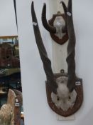 A good collection of nine mounted African antelope horns on oak Sheilds