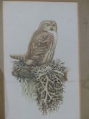 Paul-Louis Barruel (1901-1982) Pigmy Owl Watercolour, signed