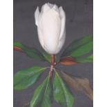 Artist unknown (20th Century), Study of magnolia, mixed media, 35 x 27cm.