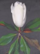 Artist unknown (20th Century), Study of magnolia, mixed media, 35 x 27cm.