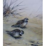 George Edward Lodge (1860-1954) (ARR), "Lapland Bunting" and companion of "Shore Lark",