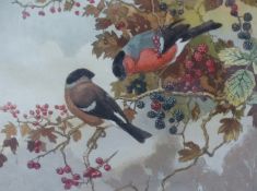 Winifred Austen (1876-1964), Berries and Bullfinches, signed and titled in pencil, aquatint, 22 x