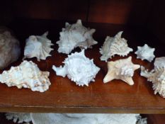 A COLLECTION OF SEA SHELLS AND CORALS,ETC.