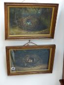 B.L.HOLD (ENGLISH 19TH/20TH.C.) TWO STUDIES OF BIRDS NESTS,SIGNED OIL ON CANVAS, EACH 26x36cms