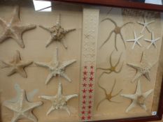 A COLLECTION OF MARINE STARFISH SPECIMENS MOUNTED IN GLAZED WALL HANGING CASE.