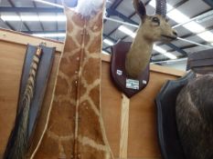 AN INDIAN GAZELLE, HEAD AND NECK MOUNT, A GIRAFFE HIDE SHIELD AND A ZEBRA TAIL WHISP