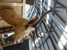 AN ANTIQUE FOLK ART TAXIDERMY ANTLER MOUNT WITH STRAW AND PLASTER HEAD AND NECK.