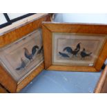 ENGLISH 19TH.C.NIAIVE SCHOOL, PAIR OF WATERCOLOURS OF CHICKENS IN MAPLE FRAMES. 23x34cms.