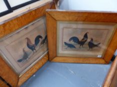 ENGLISH 19TH.C.NIAIVE SCHOOL, PAIR OF WATERCOLOURS OF CHICKENS IN MAPLE FRAMES. 23x34cms.