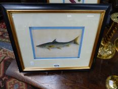 TWO CHINESE EXPORT WATERCOLOURS OF EXOTIC FISH ON RICE PAPER. LARGEST 15 X 21CM.