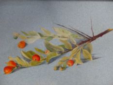 ATTRIBUTED TO JOHN RUSKIN (1819-1971) PYROCANTHIA, A WATERCOLOUR ON TINTED PAPER. 12x21cms.