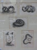 FIVE ENGRAVED STUDIES DEPICTING VARIOUS SNAKES, FRAMED AS ONE