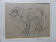 PENCIL DRAWING OF TERRIER