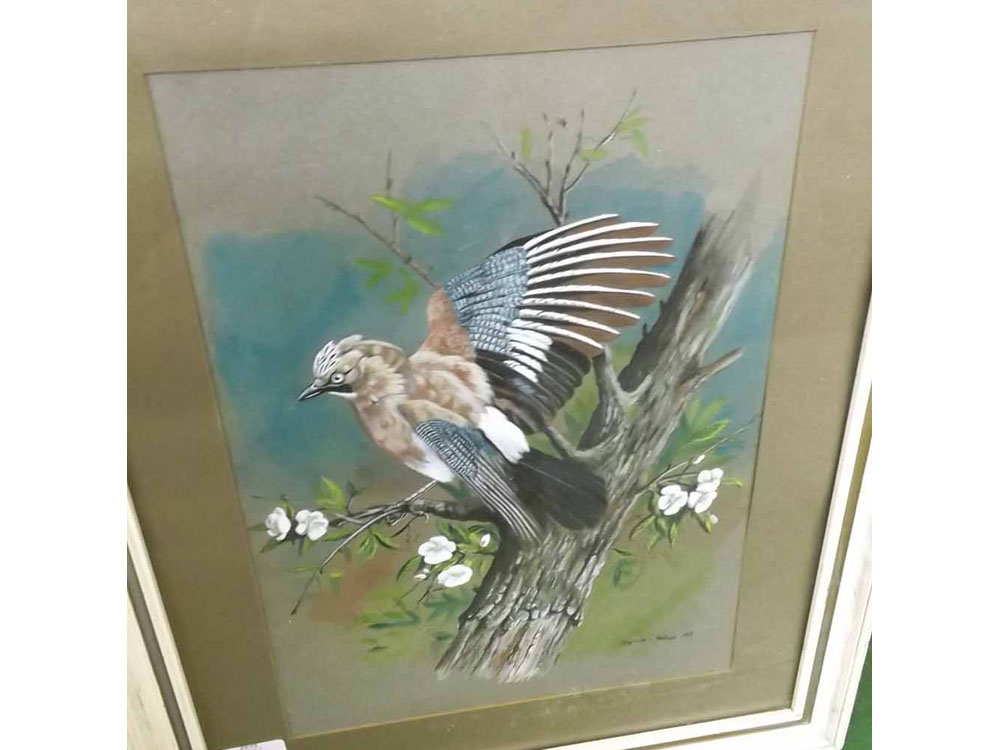 PETER R HOLMES, SIGNED AND DATED 1968 LOWER RIGHT, WATERCOLOUR, A Jay, 14" x 10"