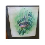 ALAN FAIRBRASS, SIGNED LOWER RIGHT, WATERCOLOUR, Warbler in Ivy, 12" x 10"