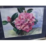 ALAN PENTON, framed watercolour study, camellia flowers, in contemporary silvered frame, 19" wide