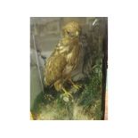 Cased Buzzard, in naturalistic setting by James Rowe of Barnstaple, 22" x 17" x 10"