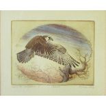 P SNOW (20TH CENTURY, BRITISH) Saker and Peregrine Falcons (hors de commerce I) group of six hand