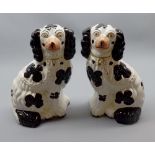 Pair of 19th century Staffordshire black and white spaniels, 9 1/2" high
