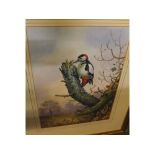 CARL DONNER, SIGNED LOWER LEFT, WATERCOLOUR, Great Spotted Woodpecker, 16" x 12"