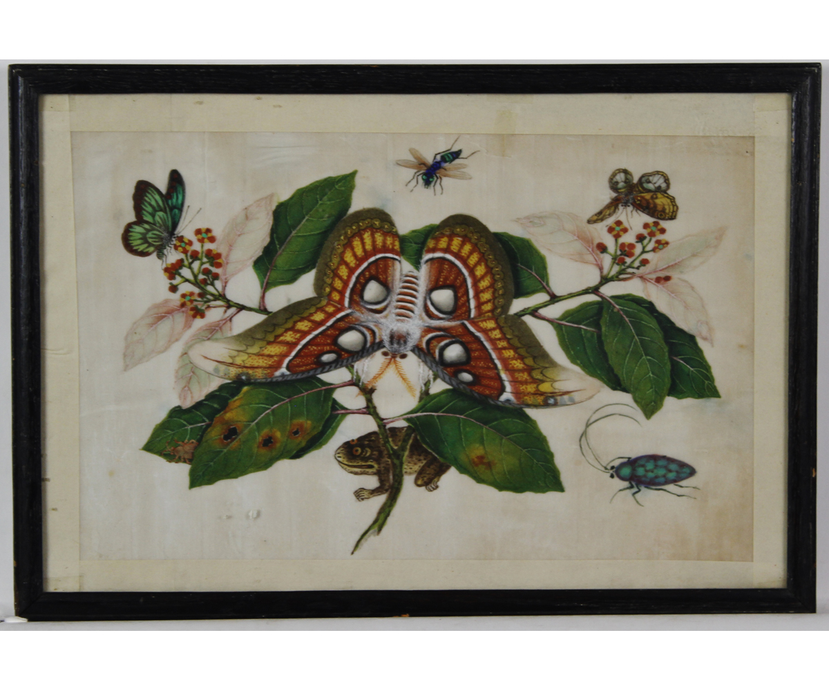 CHINESE SCHOOL (19TH CENTURY) Insects and Toad watercolour on rice paper 7 x 11 ins