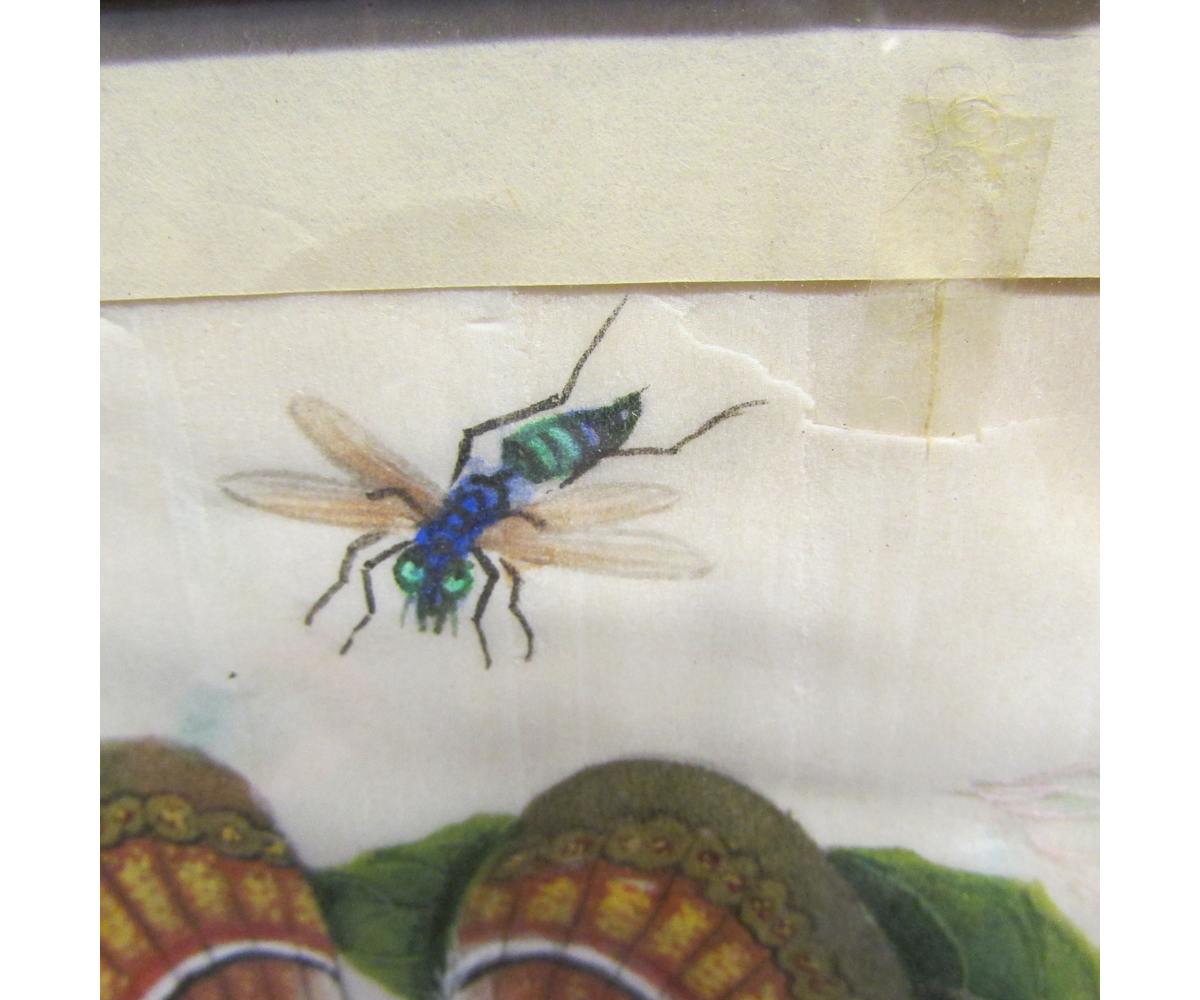 CHINESE SCHOOL (19TH CENTURY) Insects and Toad watercolour on rice paper 7 x 11 ins - Image 3 of 5