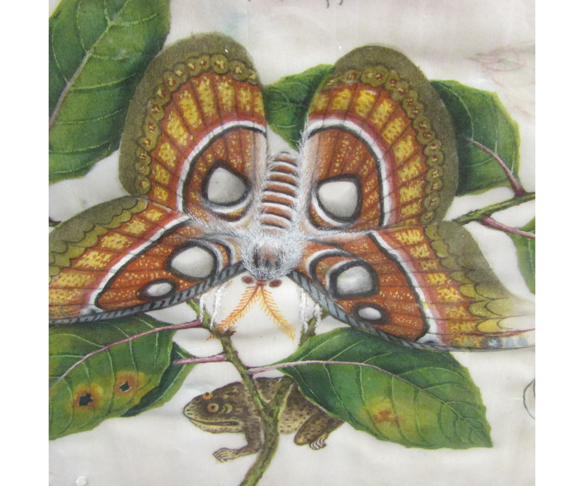 CHINESE SCHOOL (19TH CENTURY) Insects and Toad watercolour on rice paper 7 x 11 ins - Image 2 of 5