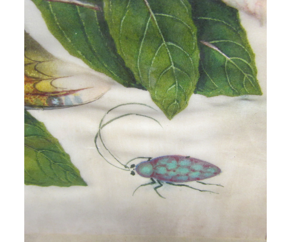 CHINESE SCHOOL (19TH CENTURY) Insects and Toad watercolour on rice paper 7 x 11 ins - Image 4 of 5