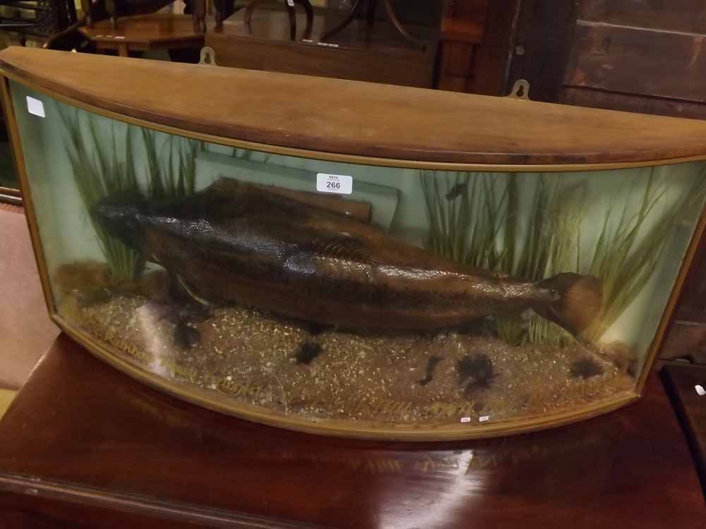 Bow fronted cased rainbow trout, in naturalistic setting, 8" x 17" x 37"