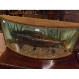 Bow fronted cased rainbow trout, in naturalistic setting, 8" x 17" x 37"